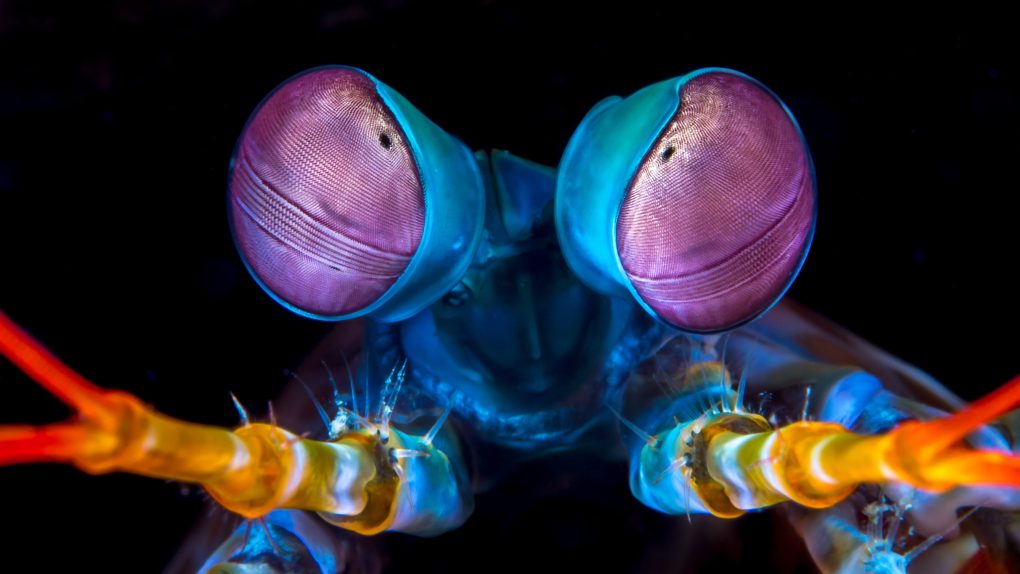 How One Shrimp Used Its Survival Skills to Become Both Best