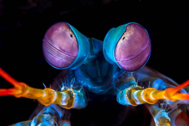 mantis shrimp