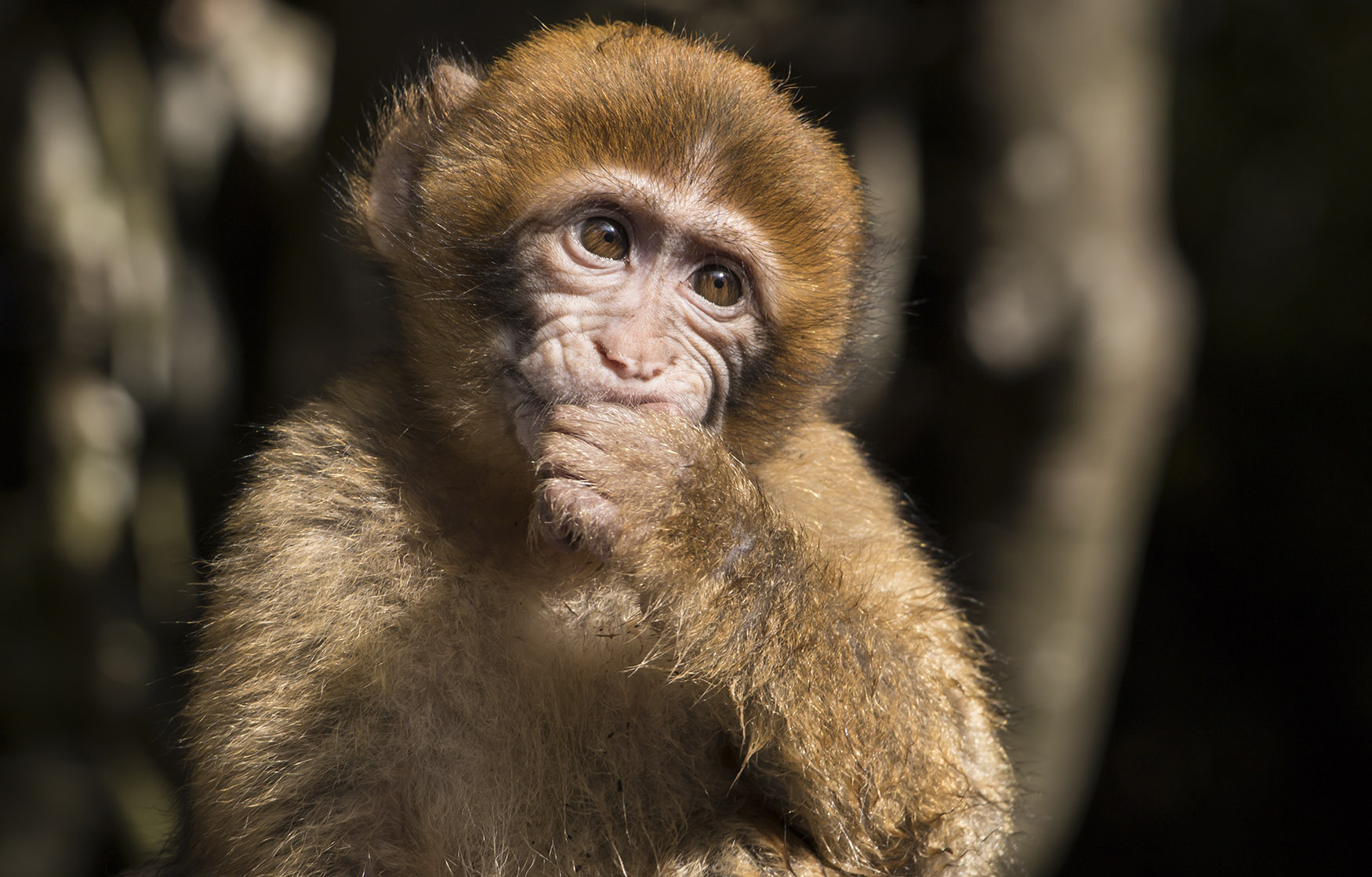 Two Dozen Monkeys Escape German Zoo, Attempt To Return To Nature – BGR