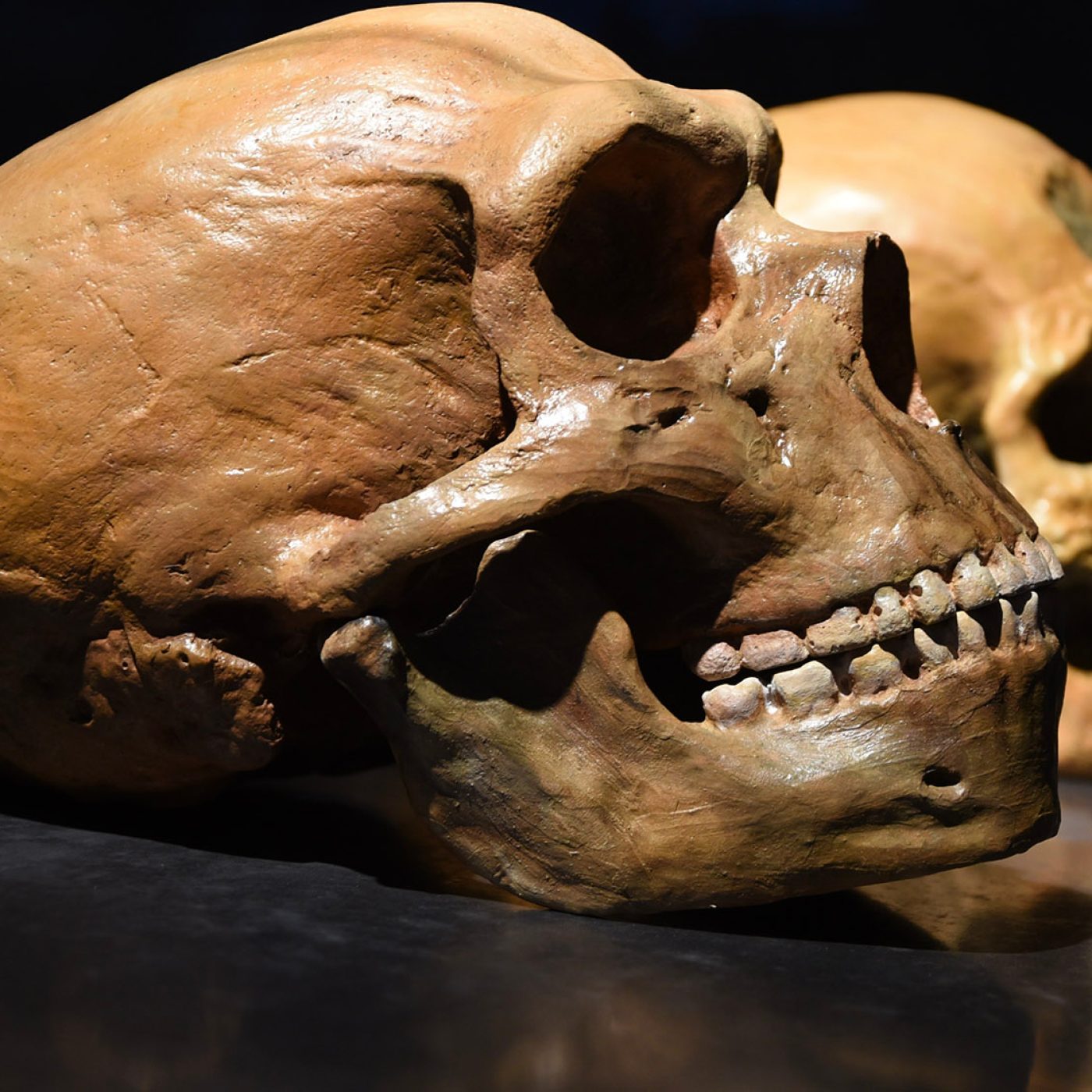 Scientists found fossils from a new species of human that's 130,000 years old
