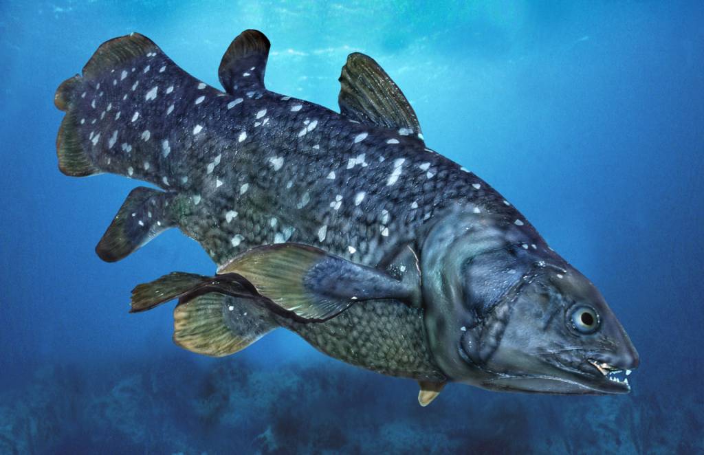 coelacanth conservation