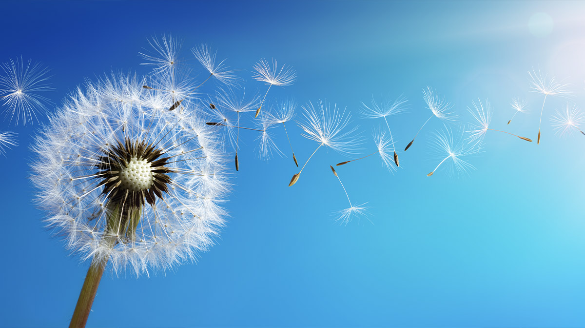 Dandelion Images | Free Photos, PNG Stickers, Wallpapers & Backgrounds -  rawpixel