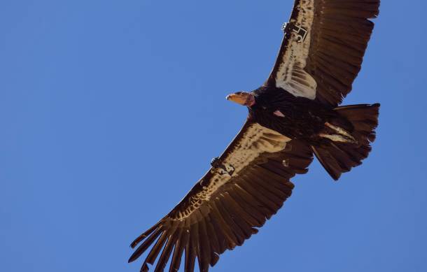 california condor