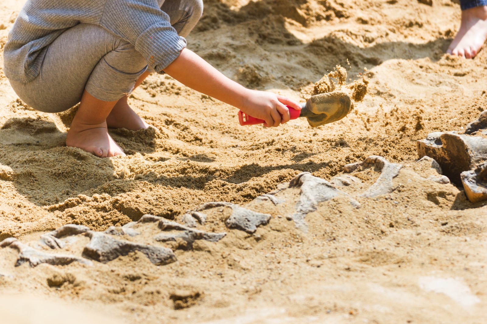 fossils in the dirt