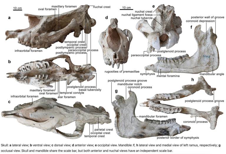 [Image: giant-rhino-fossil-study-skull-bones.jpg...=all&w=768]