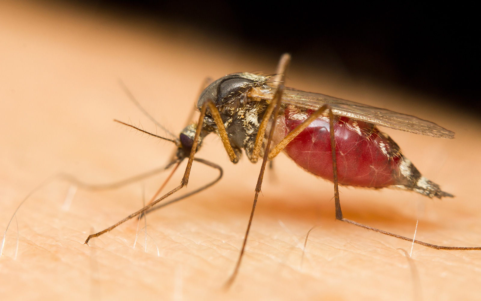 scientists are studying the use of mosquitos to deliver vaccines