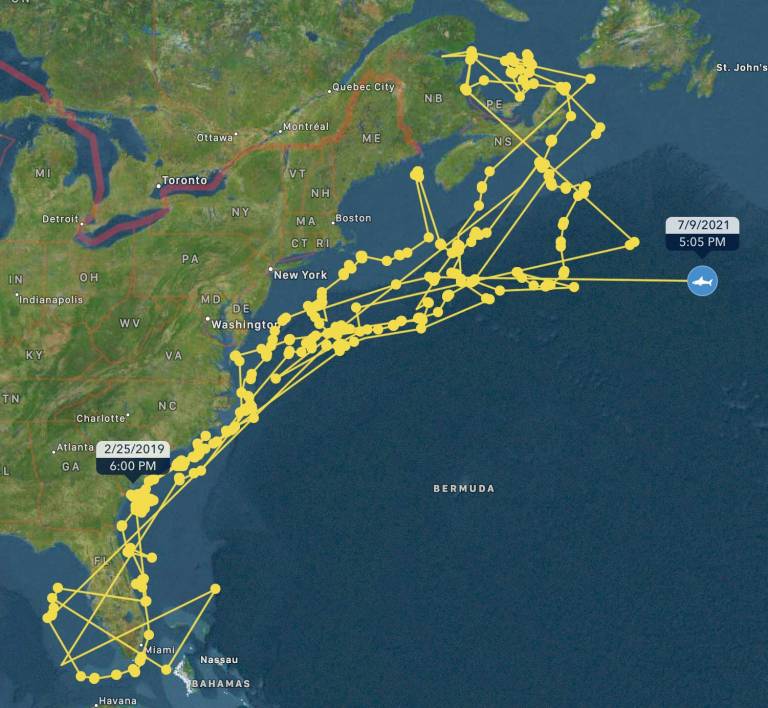 Shark tracker ocearch Shark Tracker