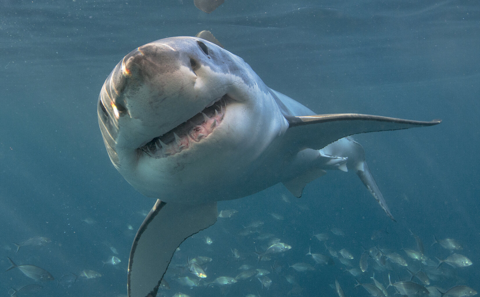 NASA captures ‘Sharkcano’ eruption where mutant sharks swim near an