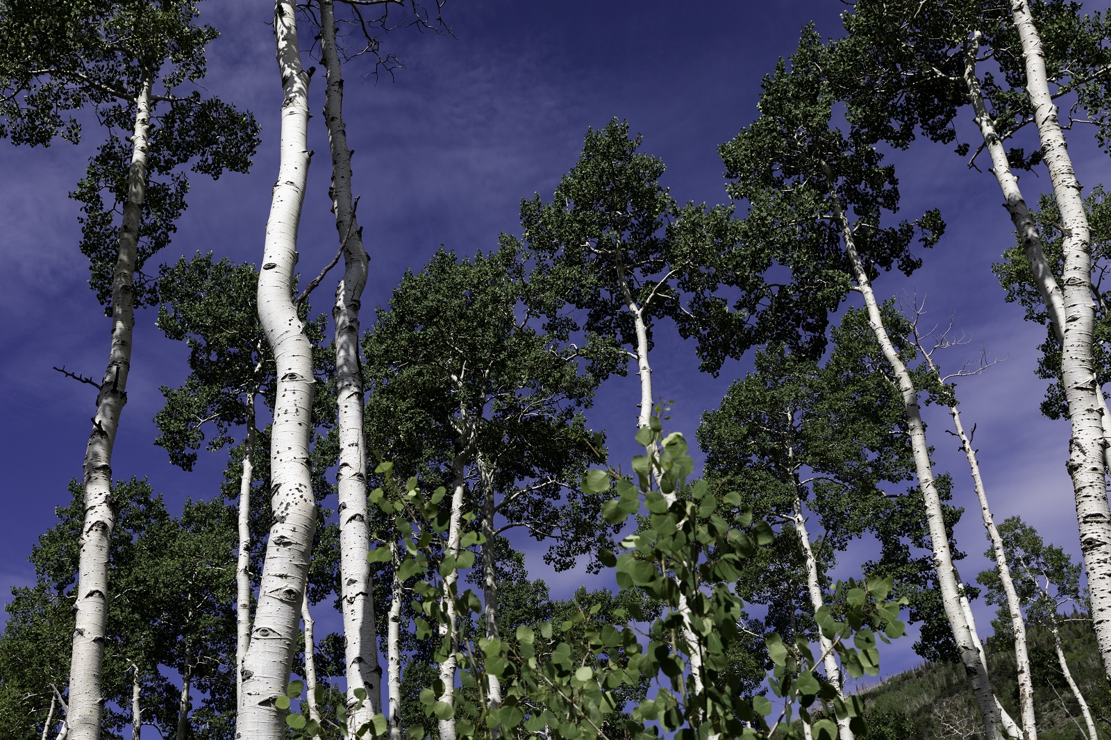 one of earth's trees facing extinction