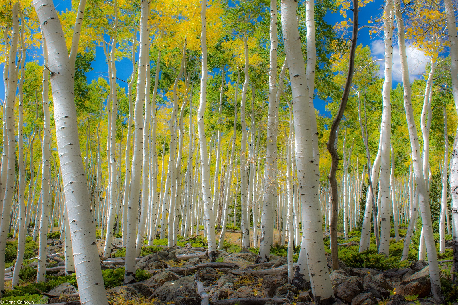 This eerie recording is what the world’s largest living thing sounds like