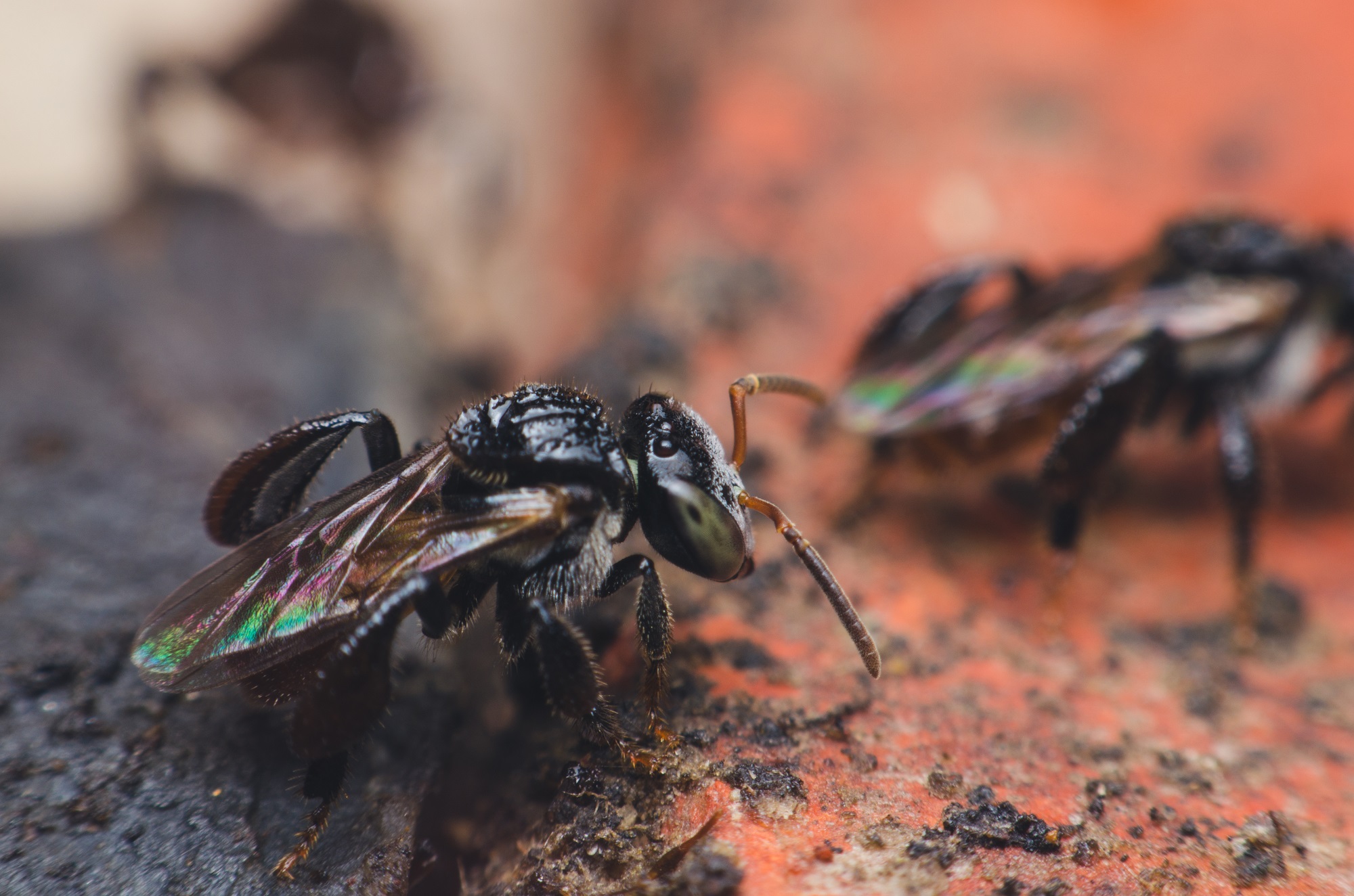 These meat-eating bees will haunt your nightmares - BGR