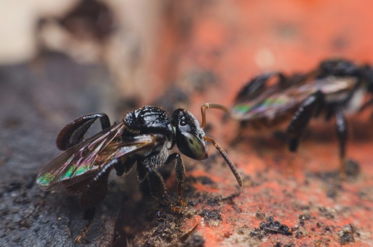 meat-eating bees