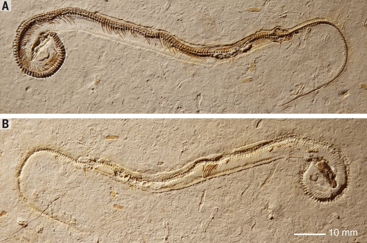 Both sides of the "Tetrapodophis amplectus" fossil