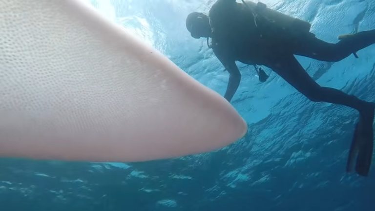 diver next to pyrosome