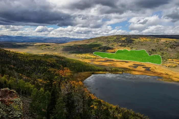 Aerial overview of the Pando woodland