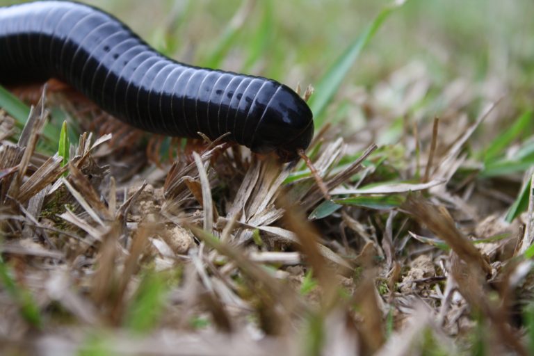 Der schwarze Tausendfüßler im Feld