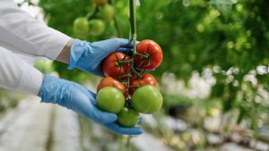 Food scientist showing tomatoes in a greenhouse