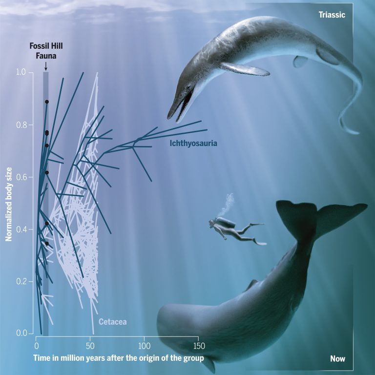 comparison of whales and ichtyosauria evolutions