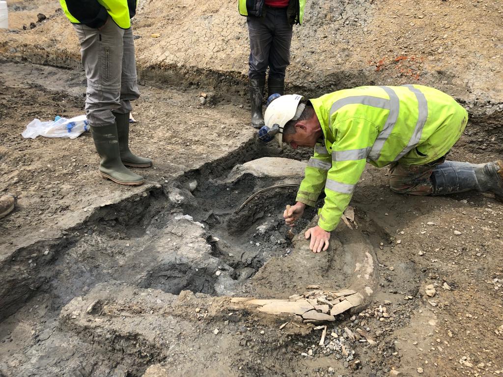 Archaelogists carefully expose mammoth rusk in sediment