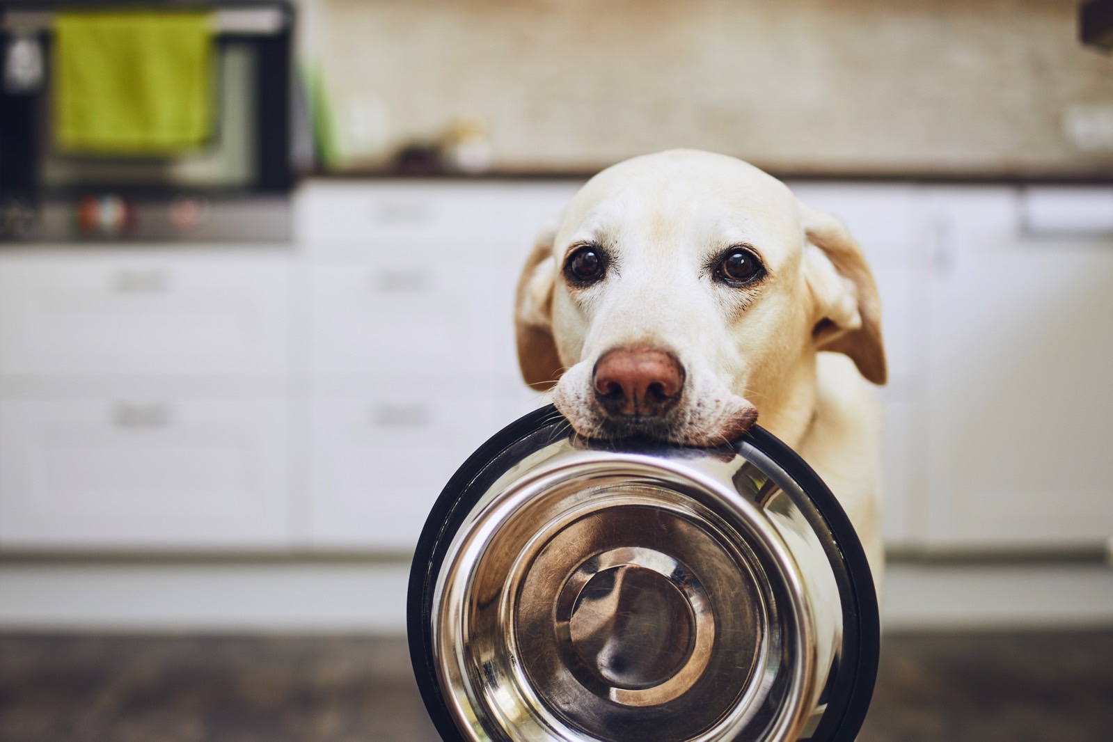 dogs may see with their noses allowing them to process scents as images