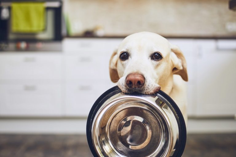 A dog holding a bowl, waiting for food