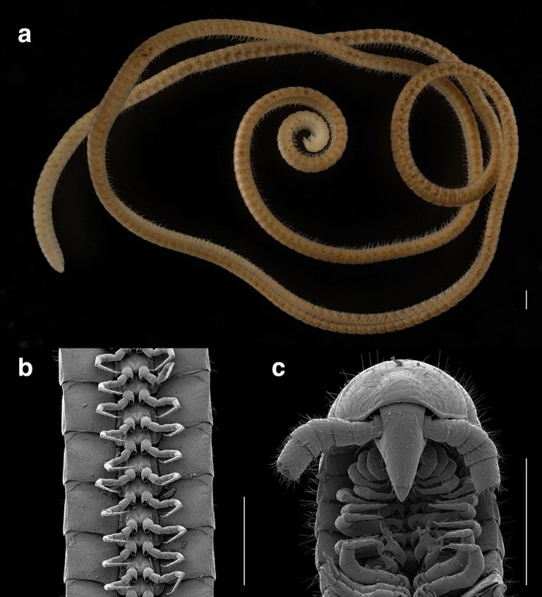 eumillipes persephone figures