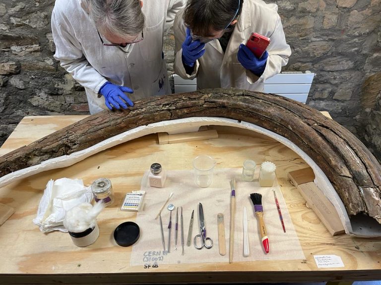 mammoth tusk after unearthing