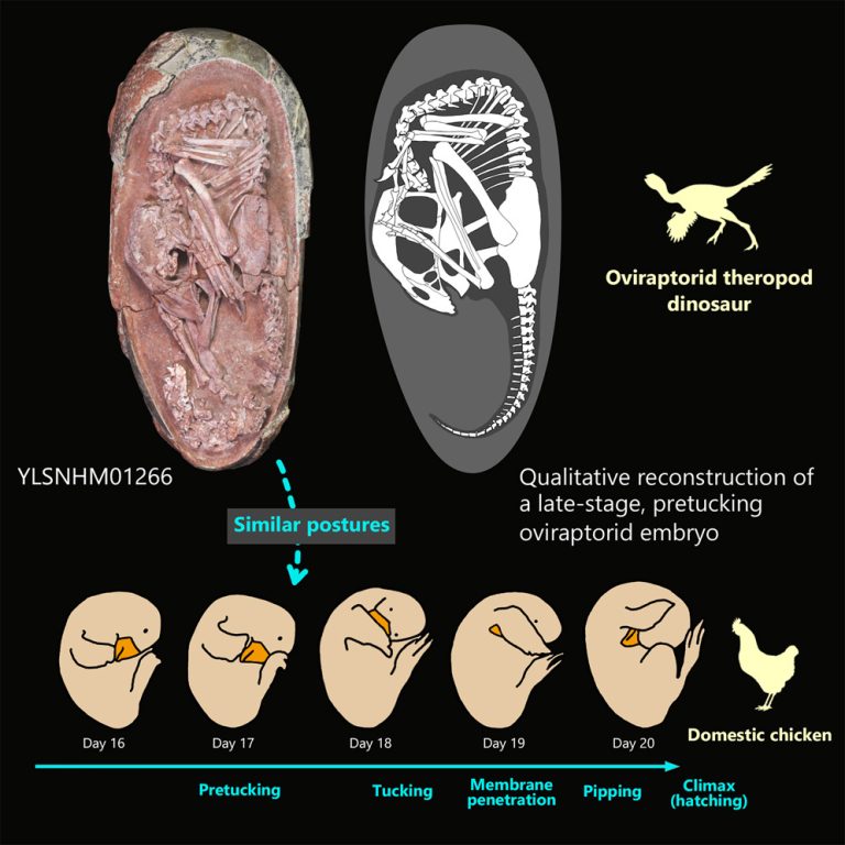 comparison of embryo to modern chicken