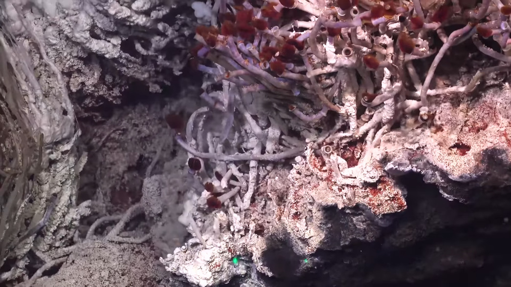 a close-up look at the creatures found in the Pescadero Basin