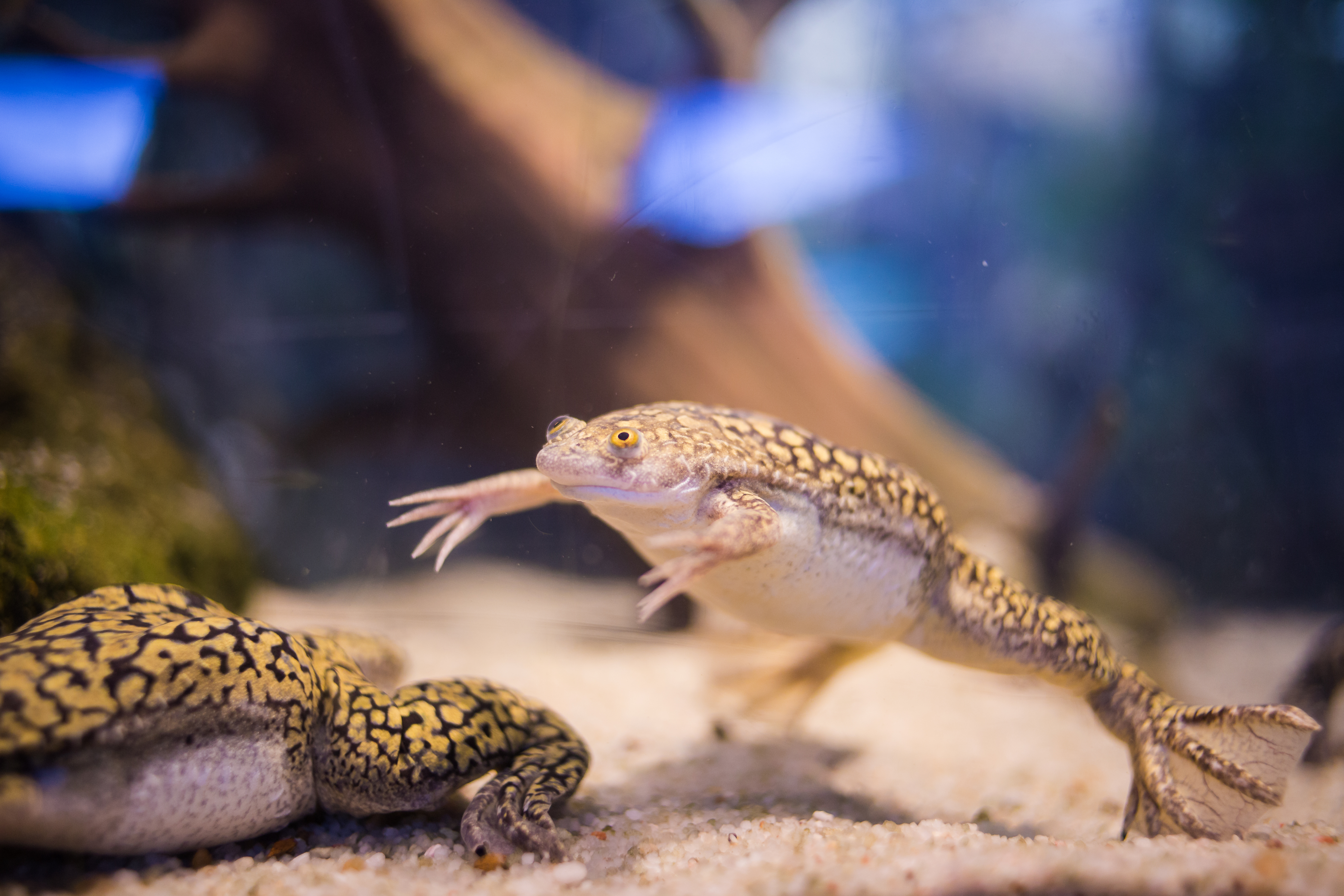 African clawed frog like the ones used in limb regrowth study