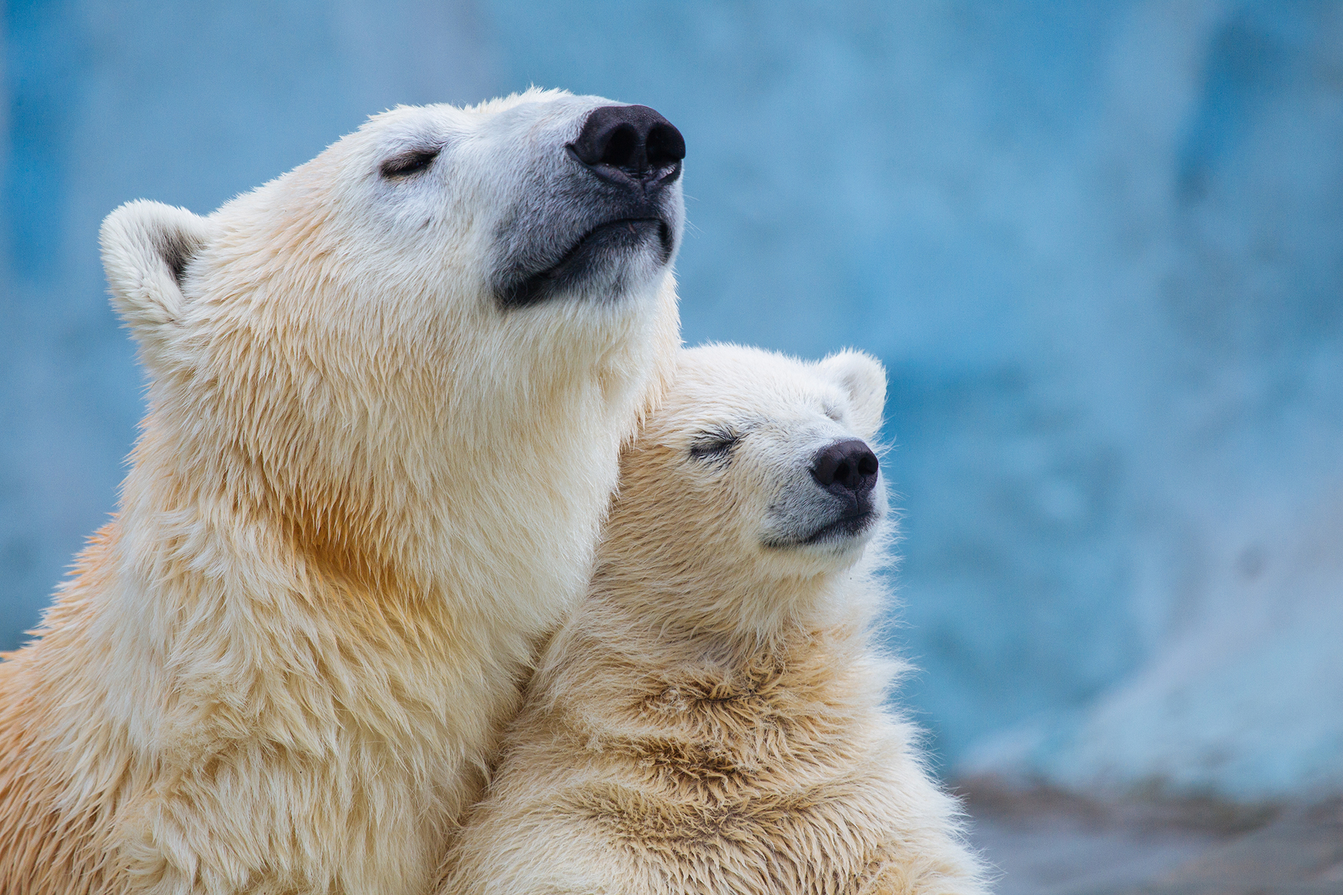 Polar bears move into abandoned Arctic weather station – photo essay, Arctic