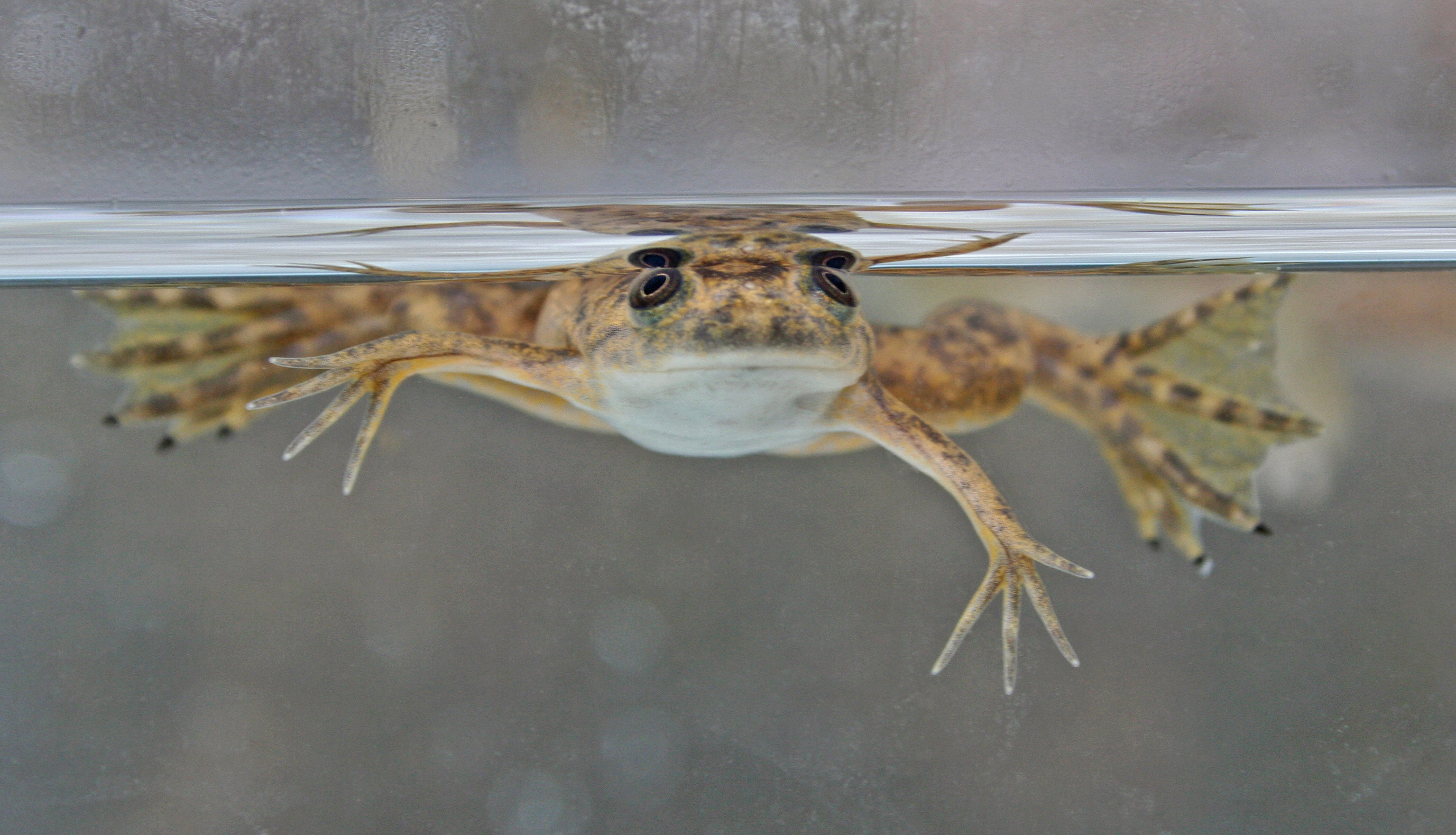 Scientists successfully regrew limbs on frogs using a breakthrough ...