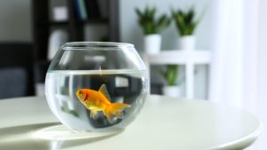 Glass fishbowl on table