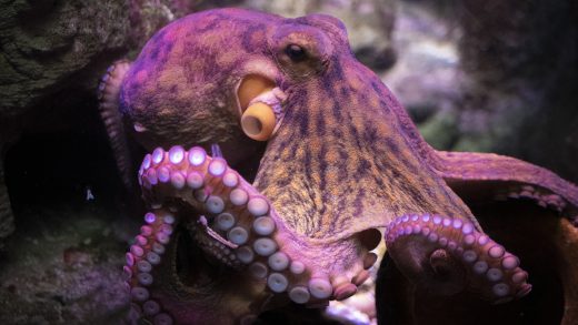 New scientific paper claims octopuses are actually aliens from outer space