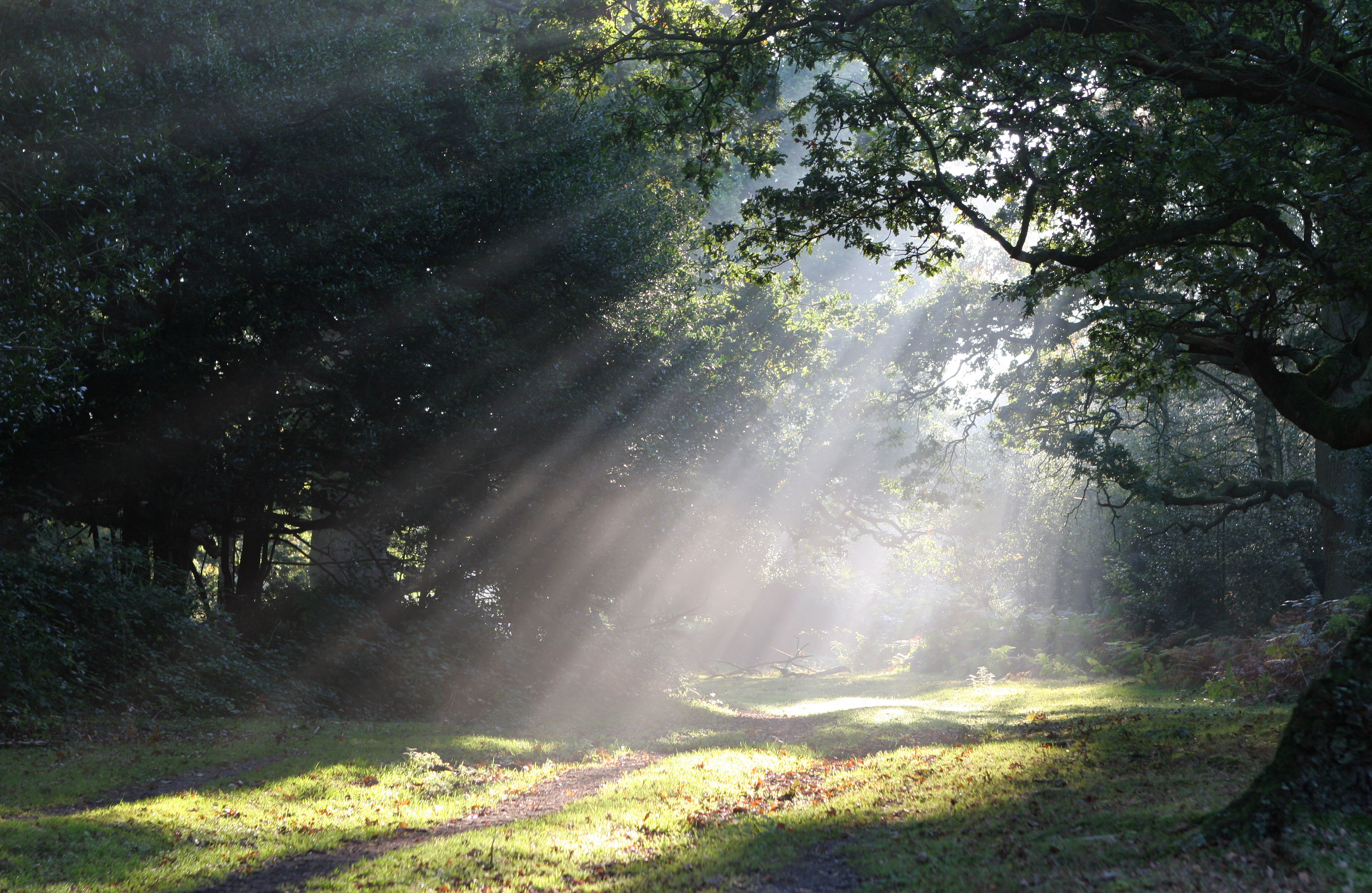 Streaks of morning sunlight illuminating a forest path