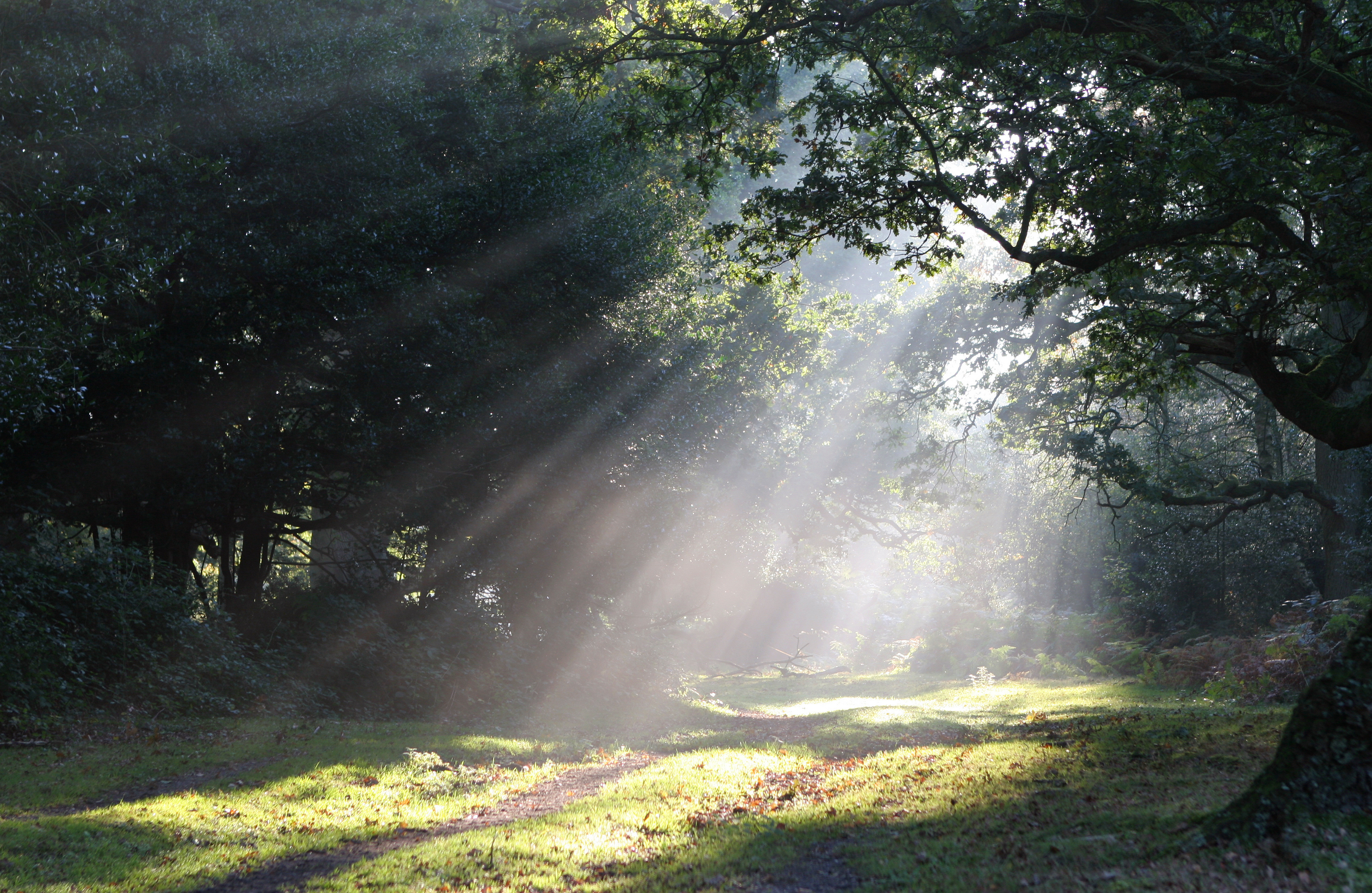 Shafts of morning sunlight lighting a forest path