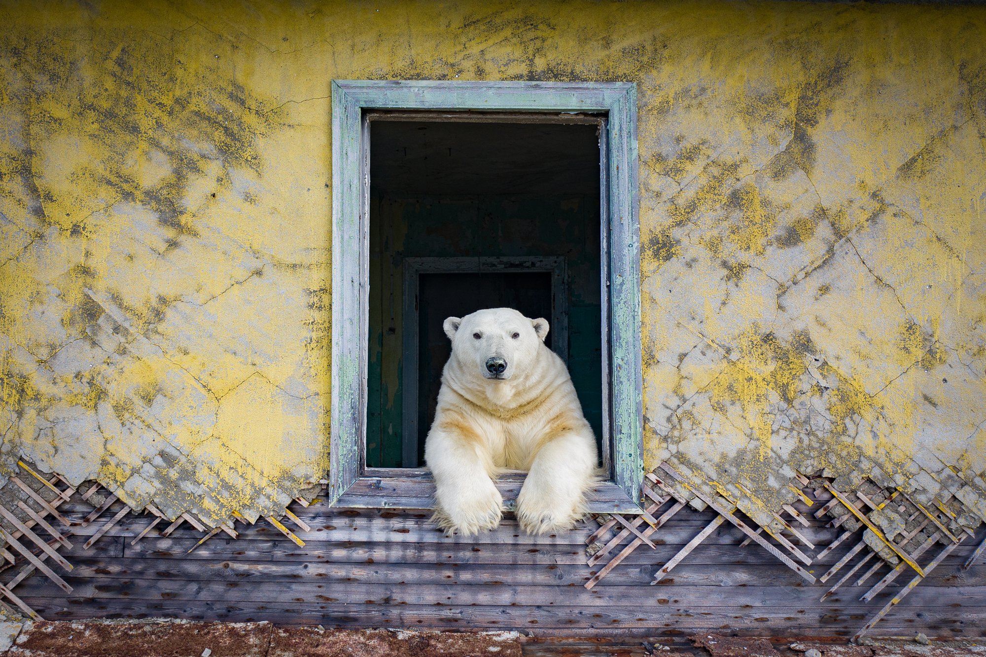Polar bears took over an abandoned island and moved into empty houses BGR