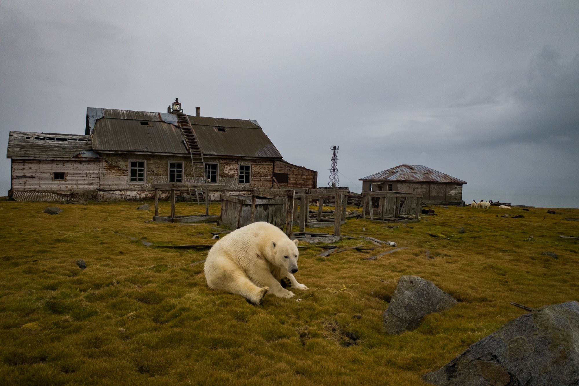 polar bear sitting in grass near abandoned house