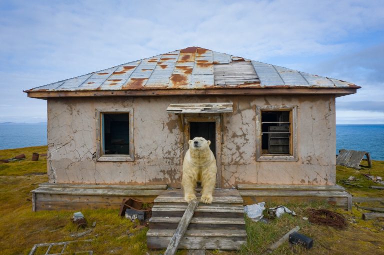 polar bear on porch of house