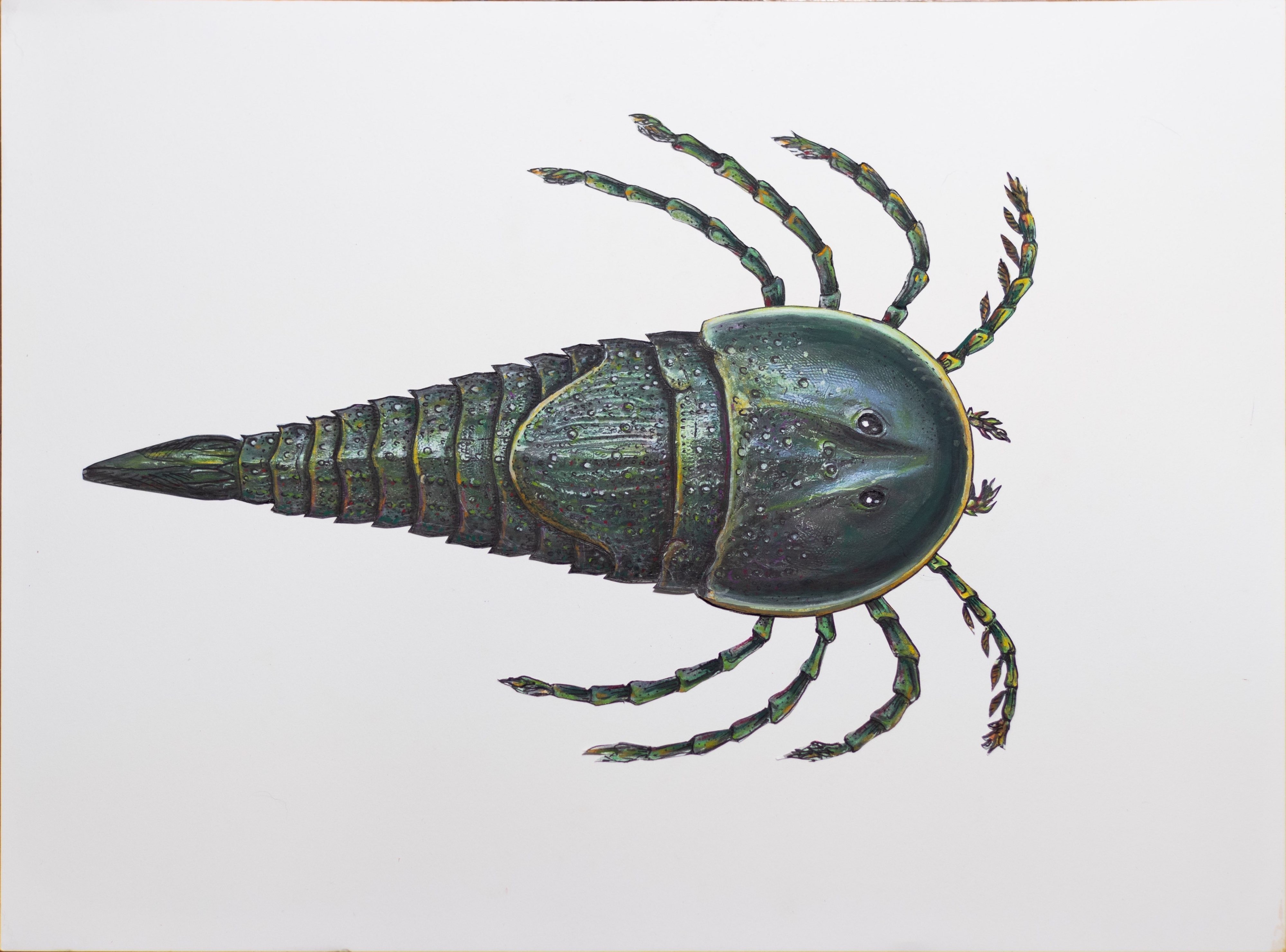 Scientists found a prehistoric sea scorpion fossil that will haunt your  nightmares