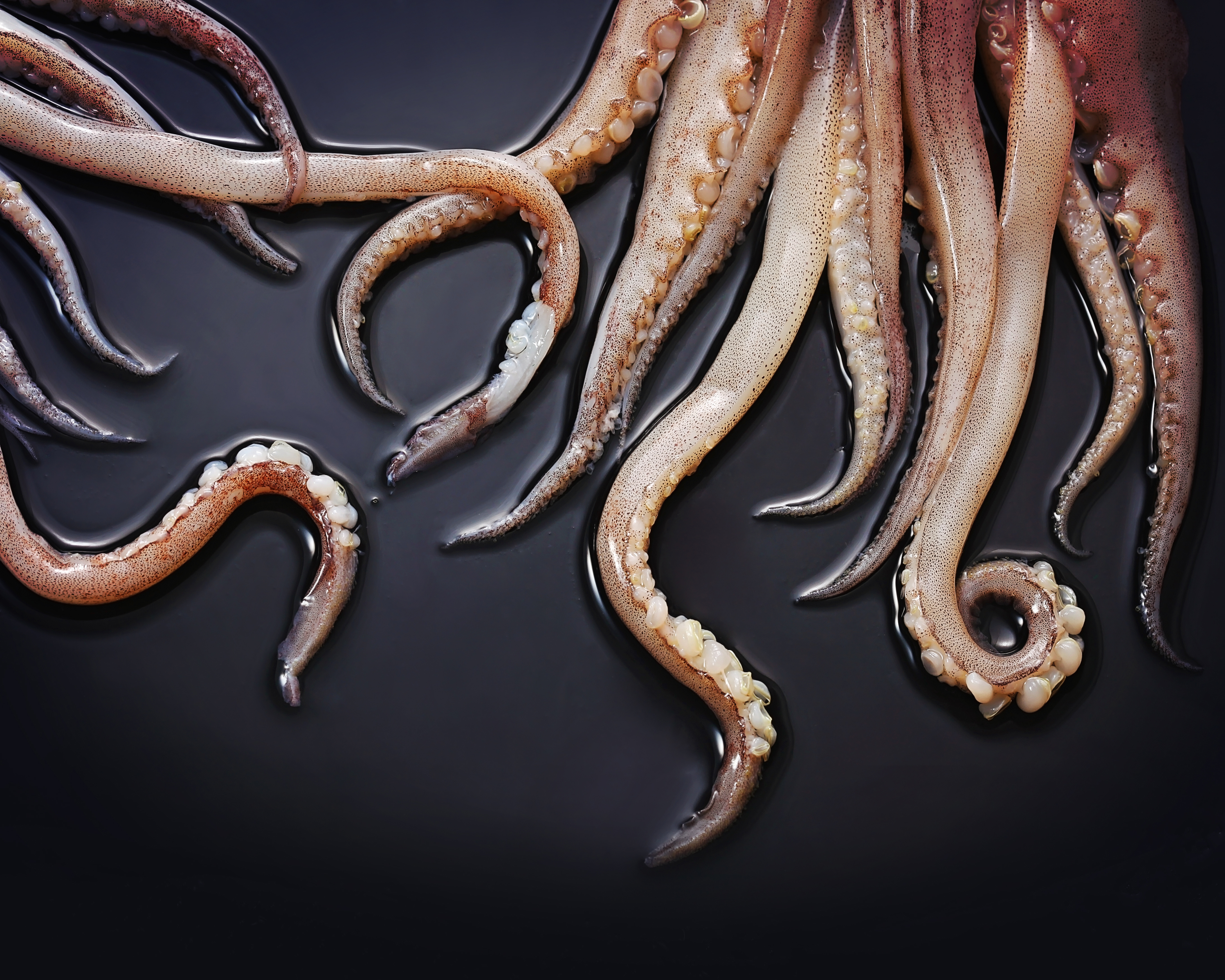 Close up of squid tentacles on a black background