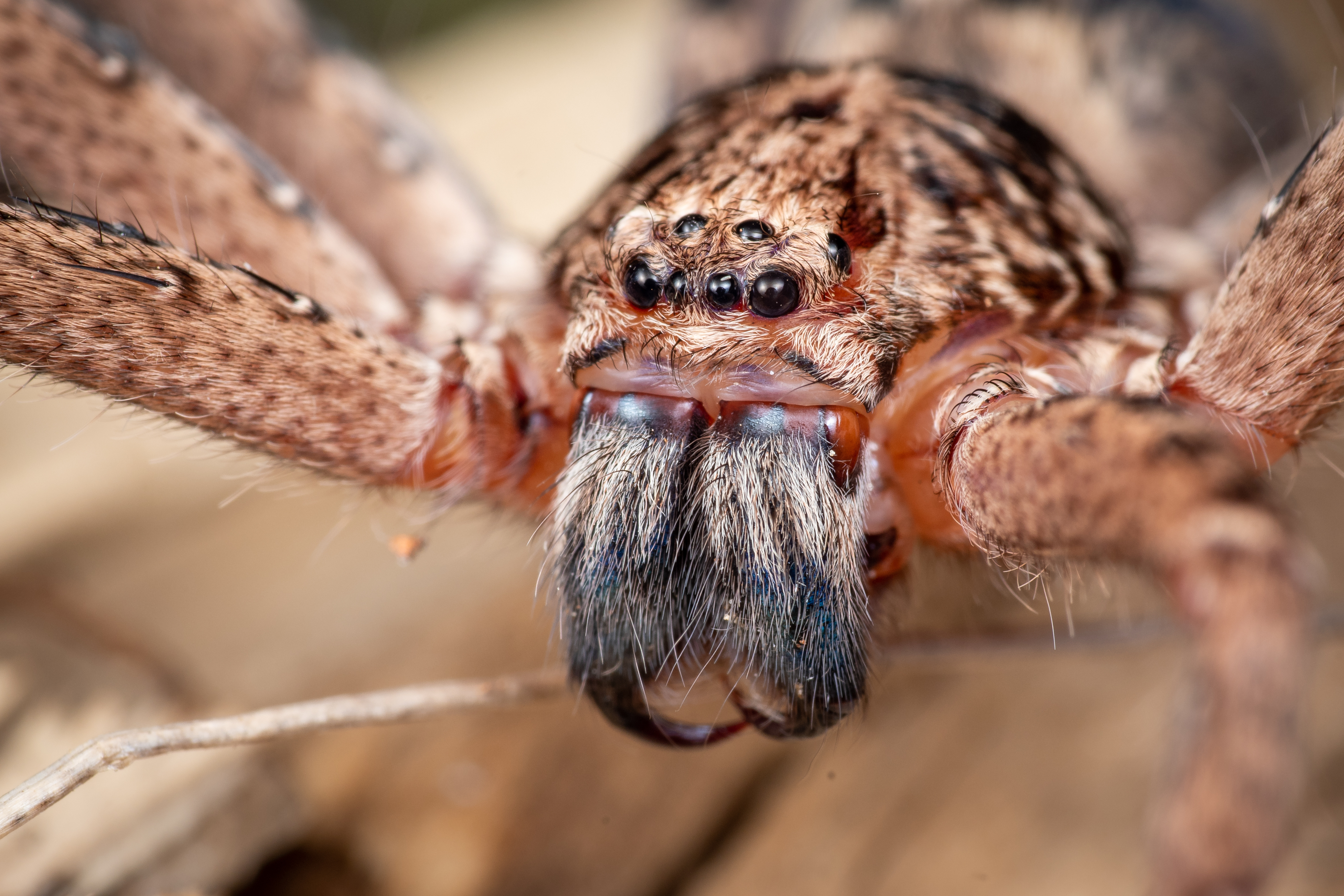 huntsman spiders hunt in packs in australia