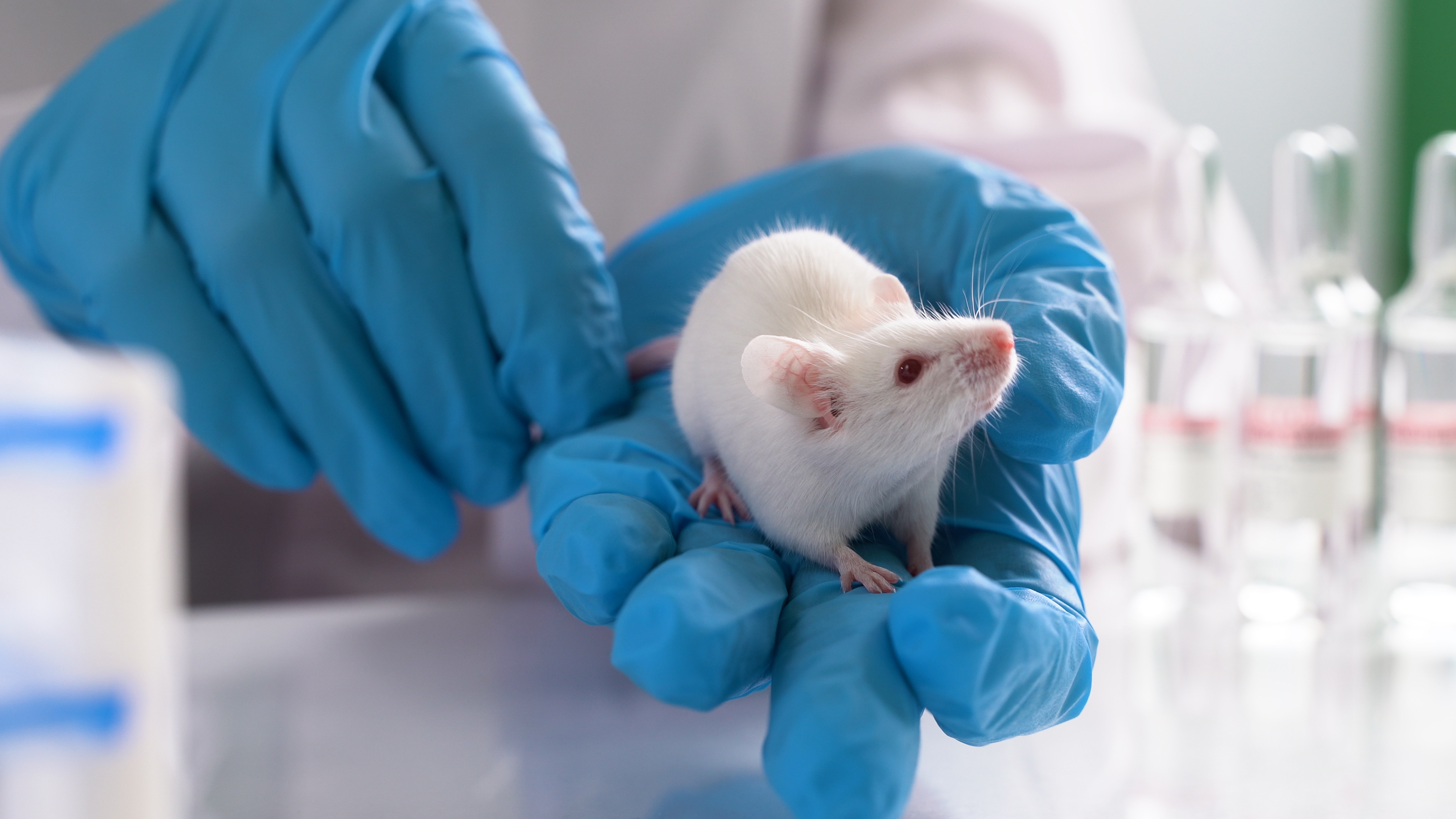testing bioprinted skin on mice