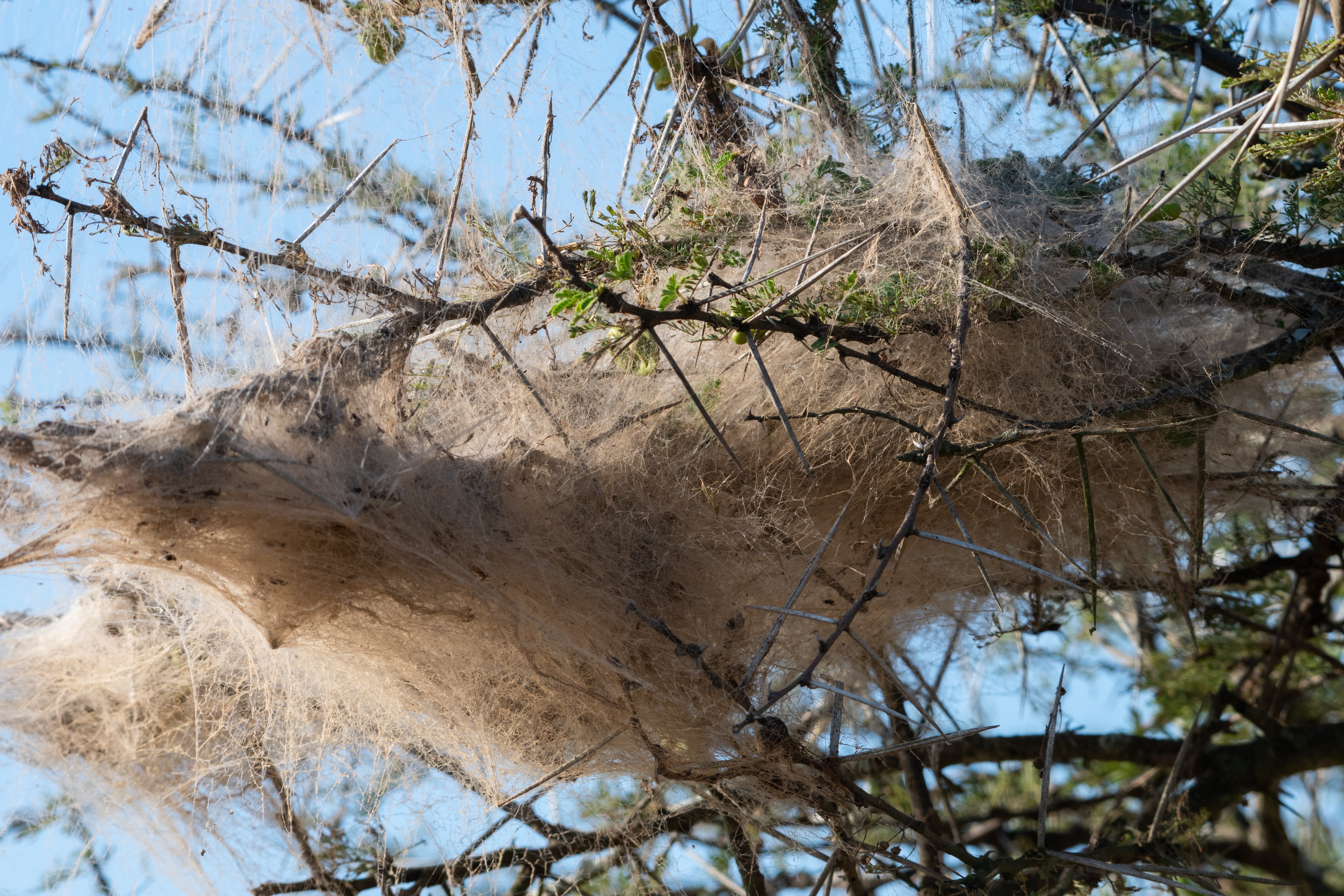 A nest of the social spiders hunting in packs