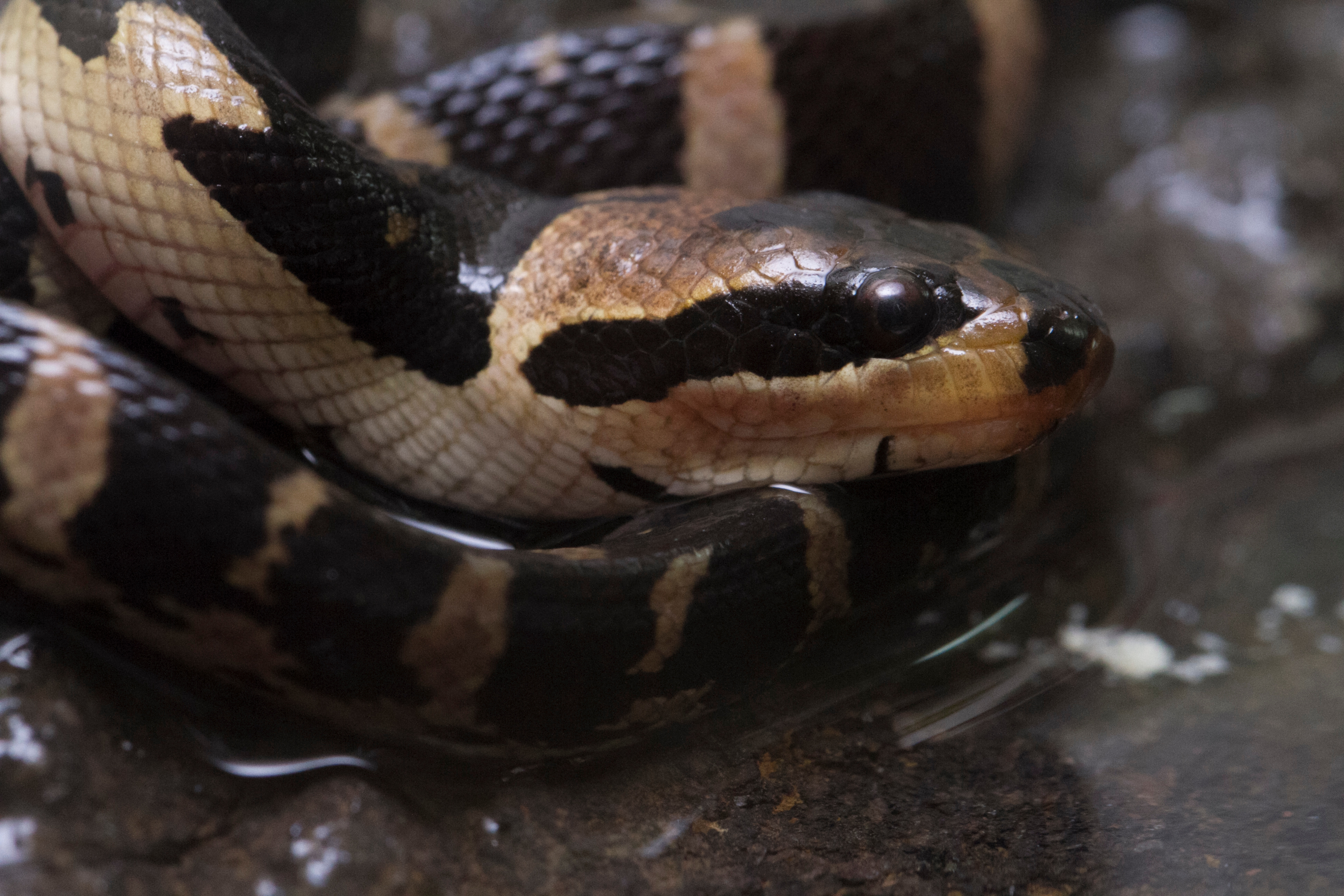 green furry snake looks like this under the fur