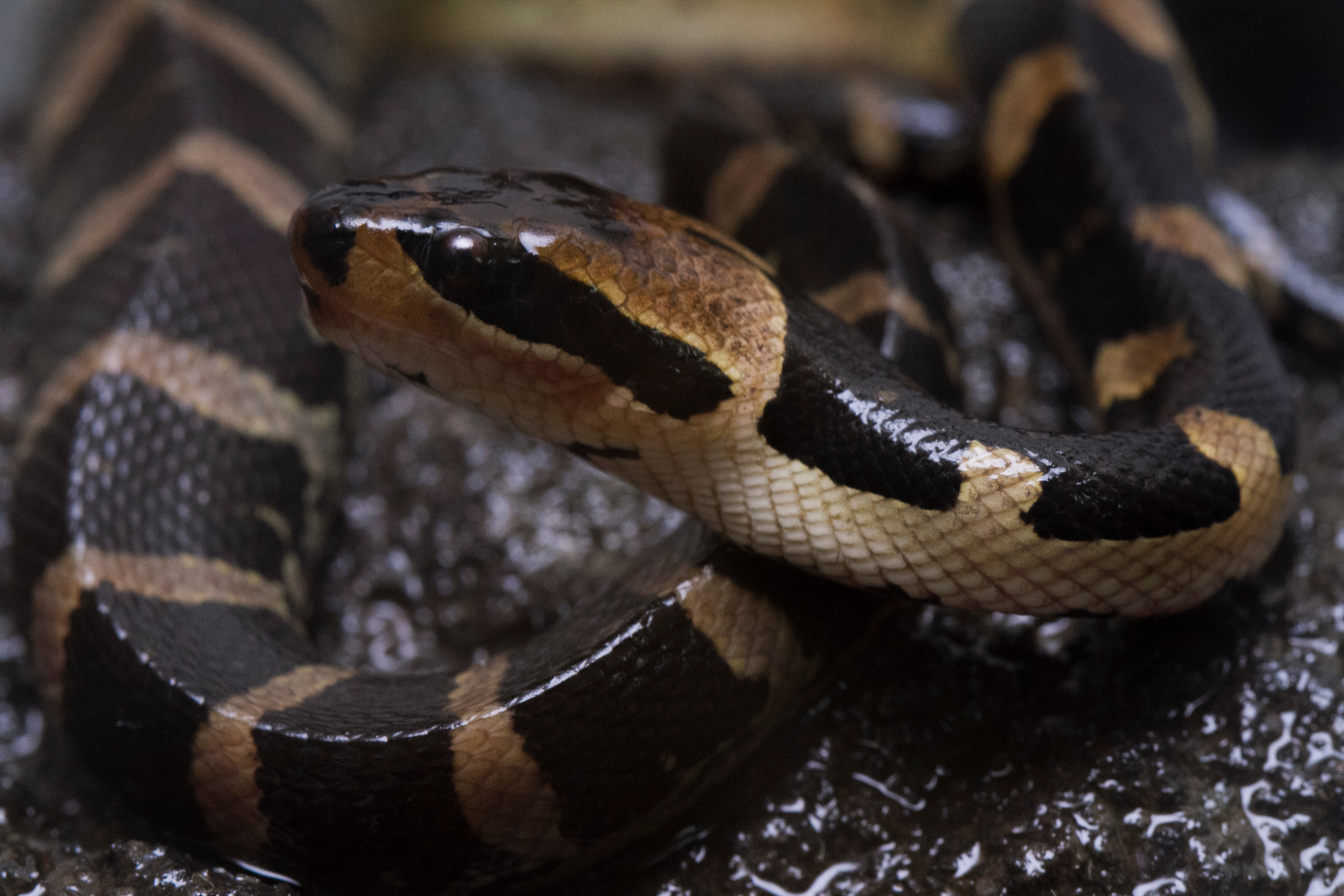 puff-faced water snake