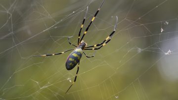 Joro spider with green background in Japan