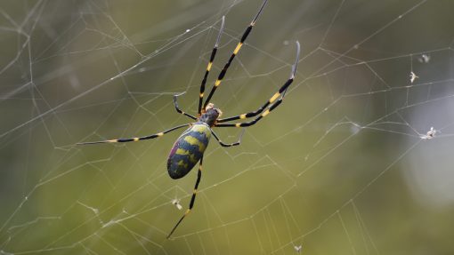 Joro spider with green background in Japan