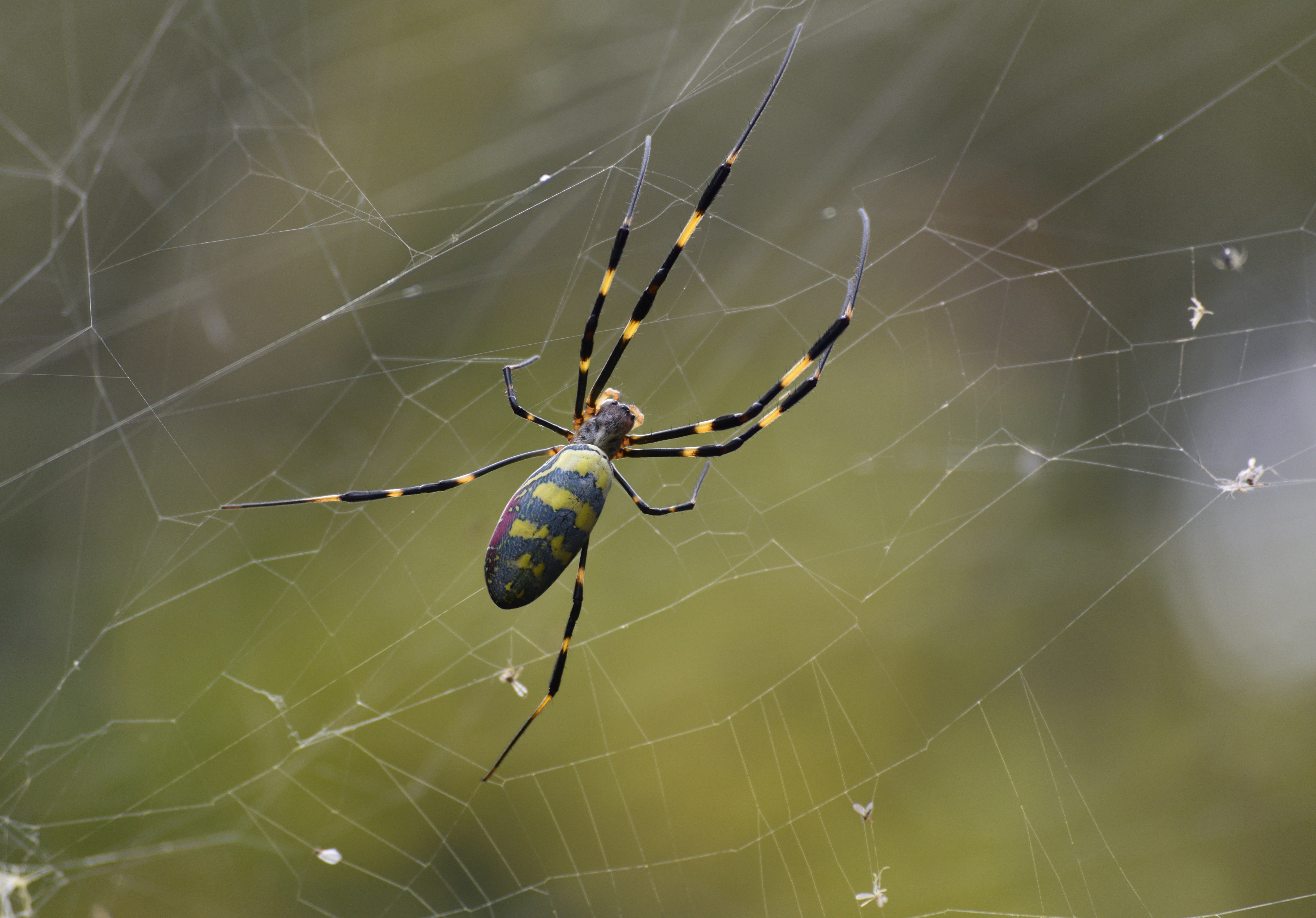 Joro spider with green background in Japan