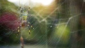 Joro spider is spreading legs on web